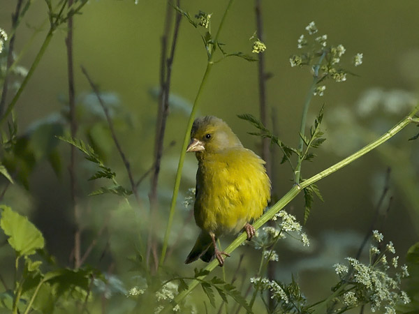 Viherpeippo, European Greenfinch, Carduelis chloris